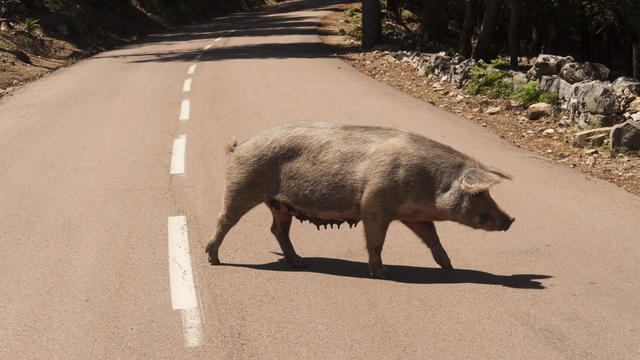 Feral pigs in road 