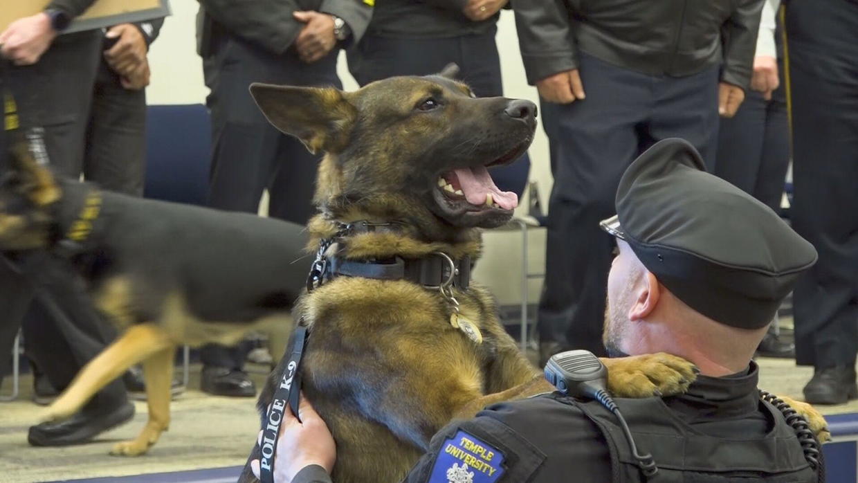 Meet Falko and Officer Jesse Camponelli: 2 new graduates who will join Temple University's K-9 unit