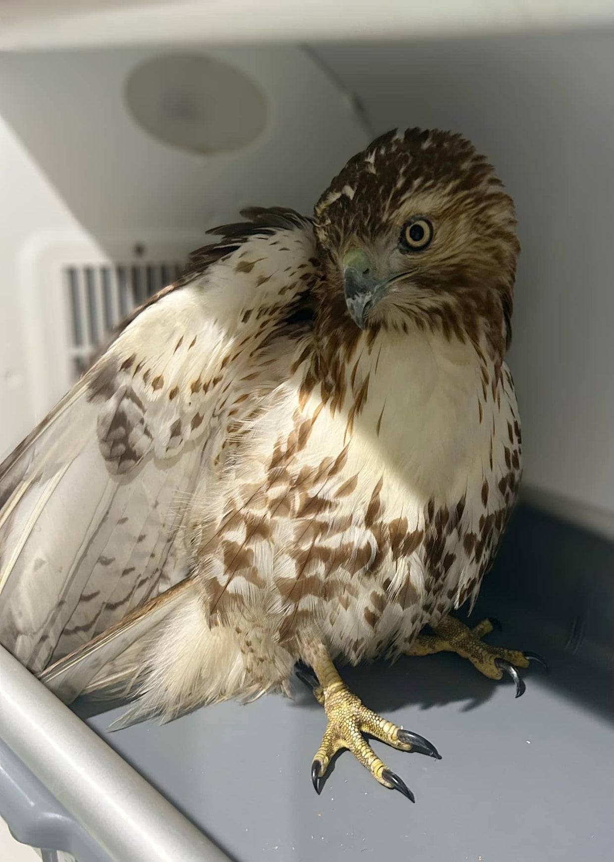 Plow driver helps save injured hawk on highway during snow storm - CBS ...