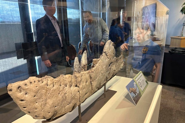 Tyrannosaur Fossil New Mexico