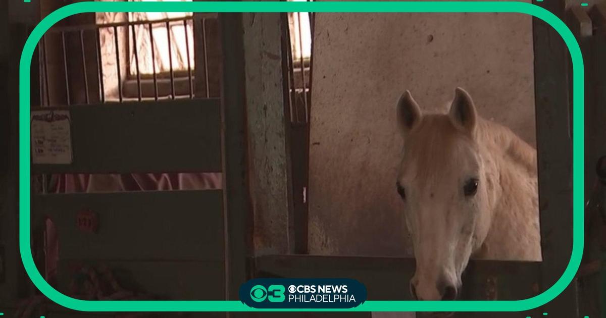 Horse stable in Philly still without power following storms