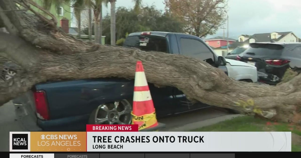 Long Beach winds cause a tree to crash on a truck - CBS Los Angeles