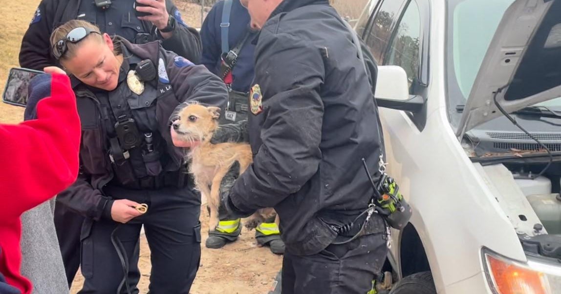 Dog stuck in car hood rescued in Aurora - CBS Colorado