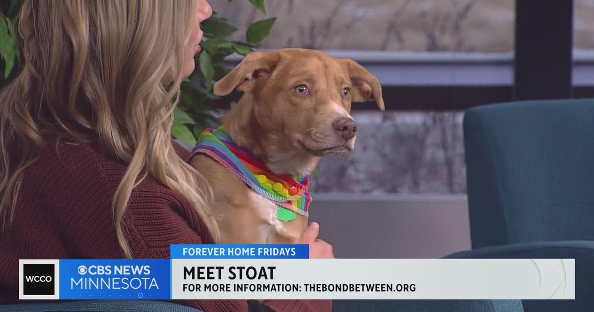 Stoat is looking for a forever home - CBS Minnesota