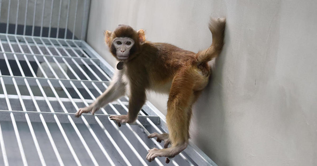 Запознайте се с Ретро — първата резус маймуна, клонирана с помощта на нов научен метод