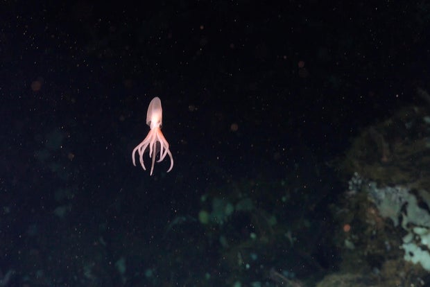 A new octopus hatchling swims away from its egg near a small outcrop of rock unofficially called El Dorado Hill
