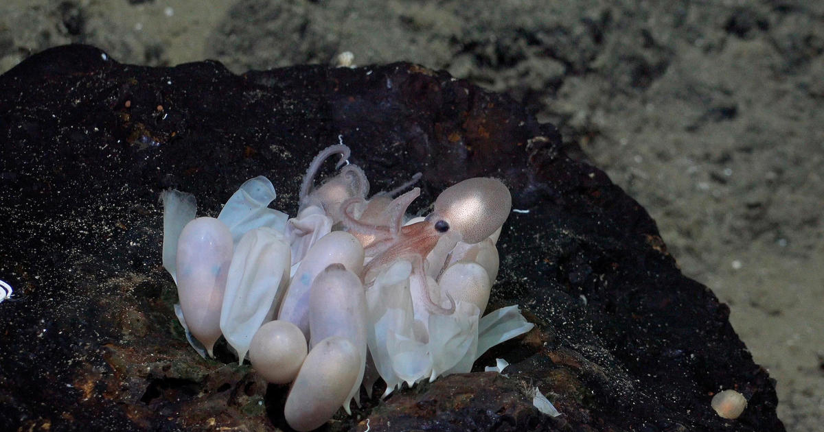 Екип от учени е открил четири нови вида октоподи във