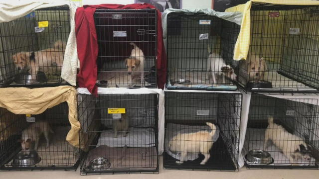 Dogs in crates, animal abuse 