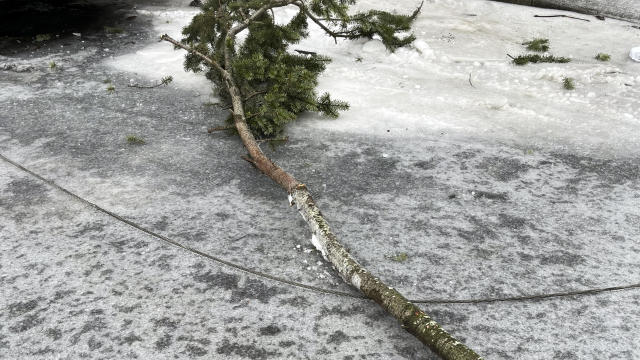 A tree branch lies on a once-active power line in Portland, Ore, in an image provided by Portland Fire & Rescue after the wire fell on a vehicle, killing three people and injuring a baby during an ice storm Jan. 17, 2024. 