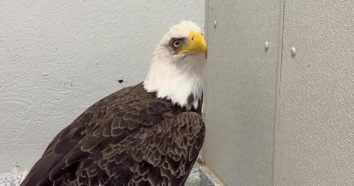 Bird Lore: Bald Eagle - My Edmonds News