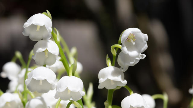 Lily of the Valley flowers 