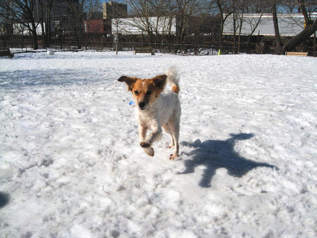 coty-in-the-snow-in-schuylkill-river-dog-park-pic-by-rob-lybeck.jpg 