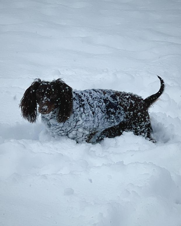 brenna-eddis-picture-of-weenie-dog-in-the-snow-in-philadelphia.jpg 