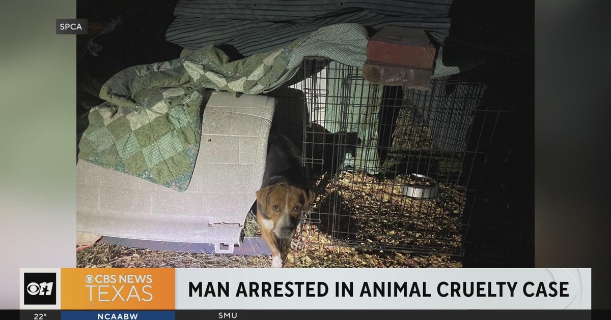 Man arrested after dead dogs found on property - CBS Texas