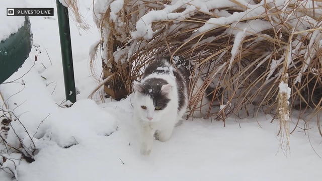 Pet Project: Keeping outdoor cats safe in extreme cold 