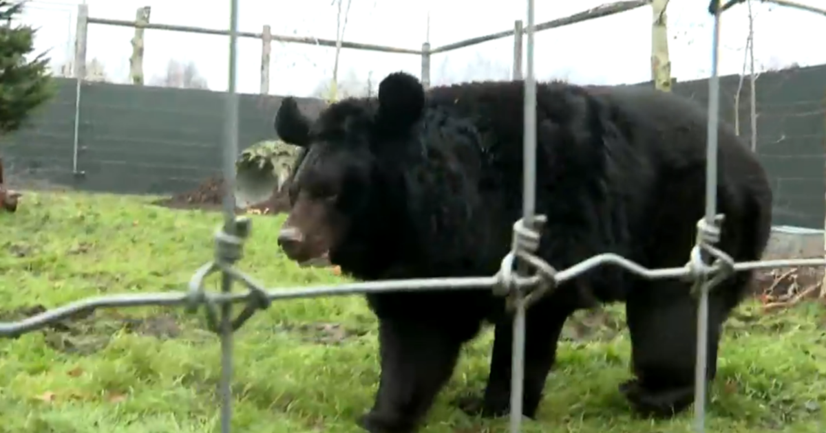 Мечка, спасена от бомбардиран украински зоопарк, получава нов дом в Шотландия