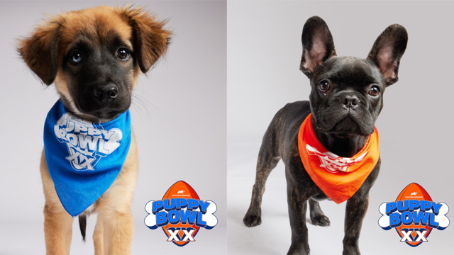 Sasha (left) and Small Ed (right) are competing in Puppy Bowl XX 