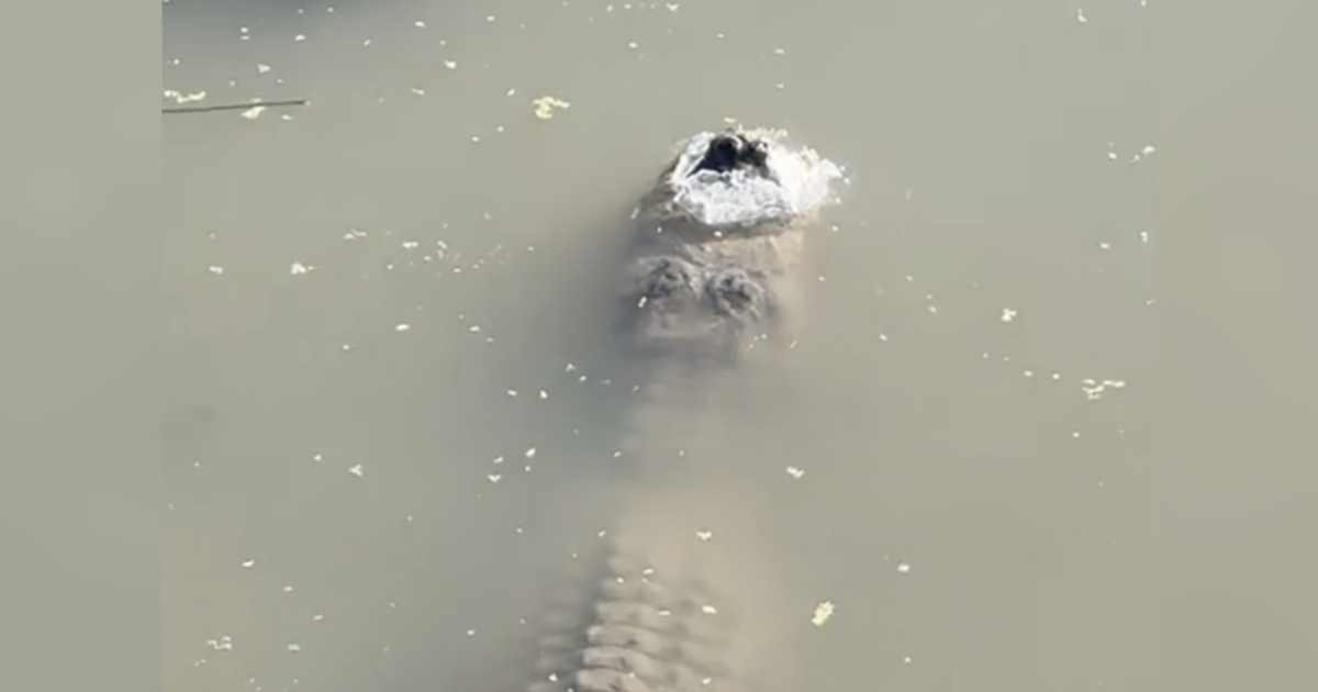 Алигатор в Тексас беше намерен напълно потопен в замръзнала вода – все още жив с едва биещо сърце