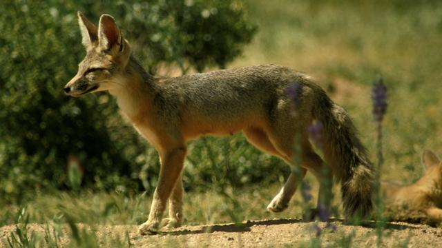 Kit fox 