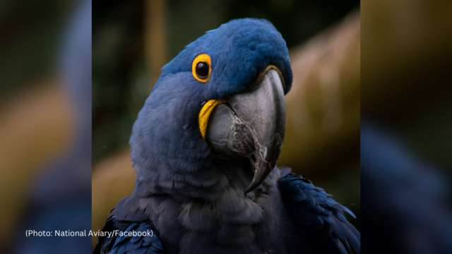 kdka-benito-hyacinth-macaw.png 