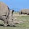 First rhino IVF pregnancy could save species with only 2 living animals