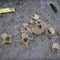 Prehistoric chewing gum reveals what was on the menu for Stone Age teens