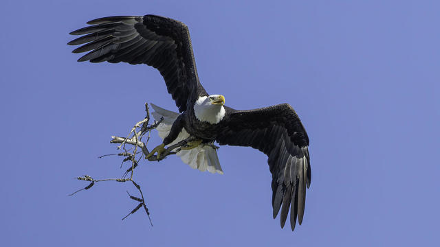 Bald Eagle with Nesting Material 