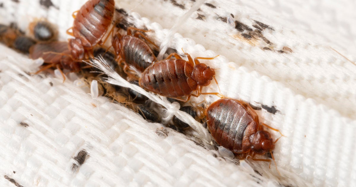 Chicago ranked No. 1 city for bed bugs in the U.S. again, Orkin says ...