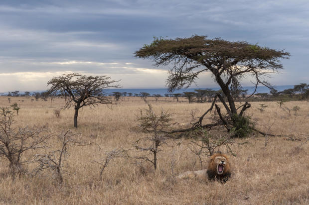 A male lion, Panthera leo, resting and yawning near a stand of acacia trees on the savanna in Mara National Reserve, Kenya. 