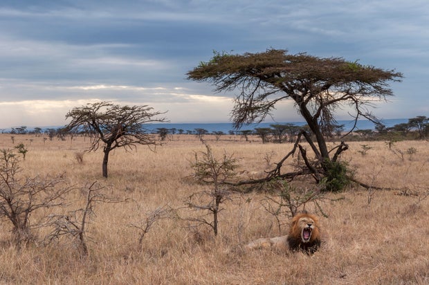 A male lion, Panthera leo, resting and yawning near a stand of acacia trees on the savanna in Mara National Reserve, Kenya.