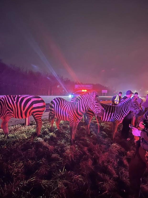 Zebras and camels rescued from trailer fire in Indiana