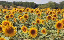 Extended Nature Video: Sunflowers in Southern France 