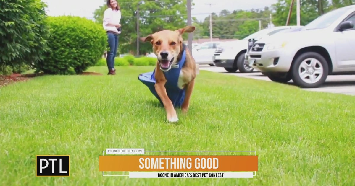 Something Good Boone is up for America's Best Pet contest CBS Pittsburgh