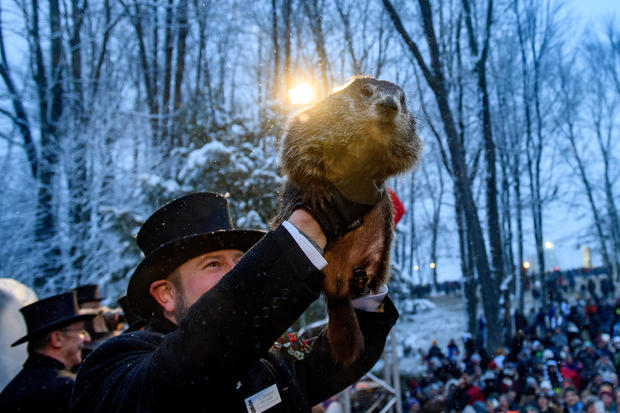 Groundhog handler holds Punxsutawney Phil 