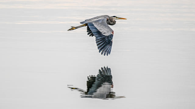 Birds: Great Egret and Great Blue Heron in California 