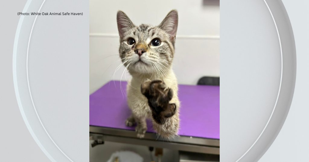Kitten found in trash bag at The Waterfront Lowe's - CBS Pittsburgh