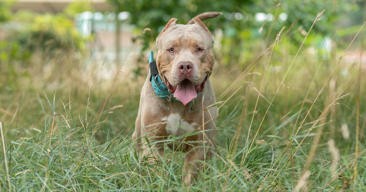 Großbritannien verbietet „American XL Bully“-Hunde nach tödlichen Angriffen Großbritannien verbietet „American XL Bully“-Hunde nach tödlichen Angriffen