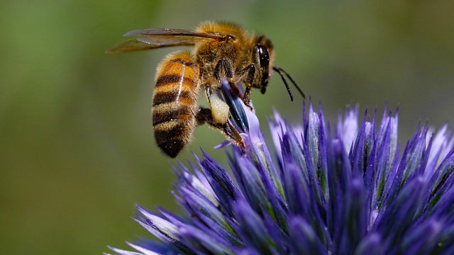 Honey bee on Echinop Thistle 