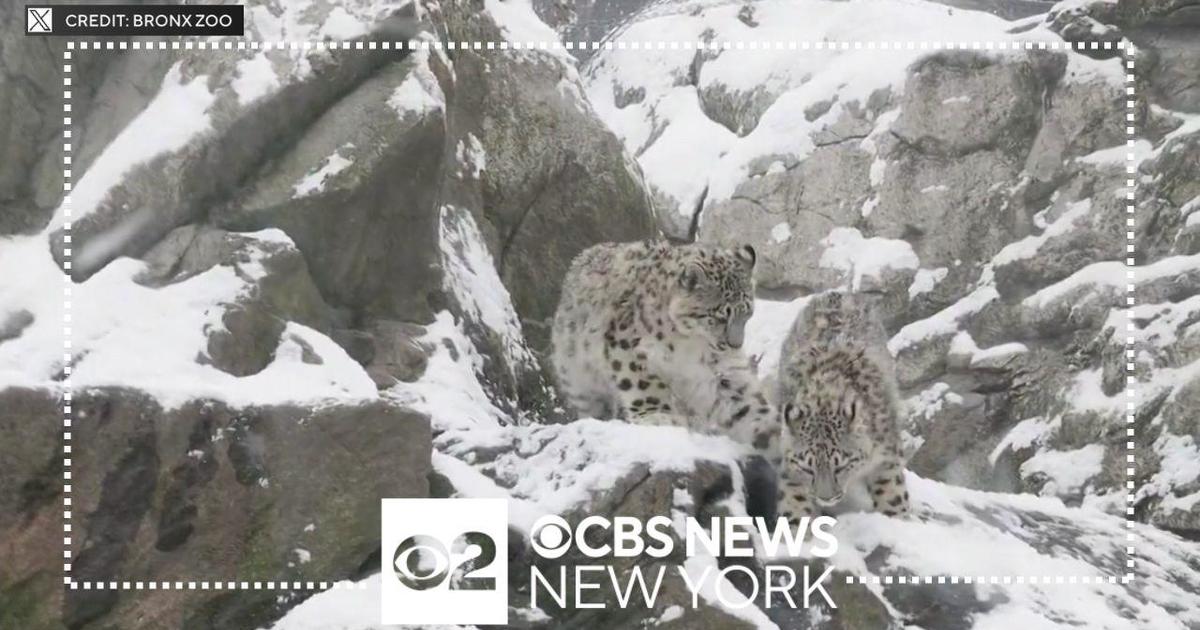 Right Now It Is Snow Leopards, Tomorrow It Will Be You: Here's How