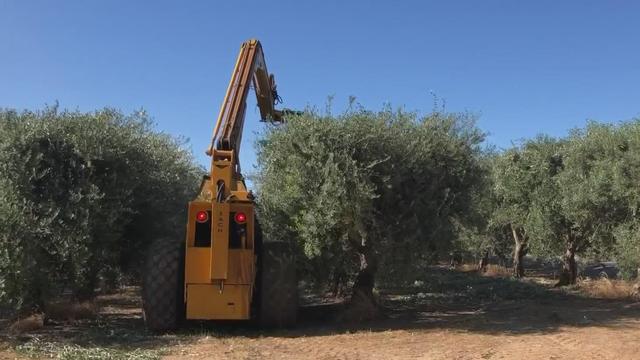 harvesting-olives.jpg 
