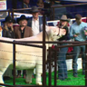 grand-champion-steer.png 
