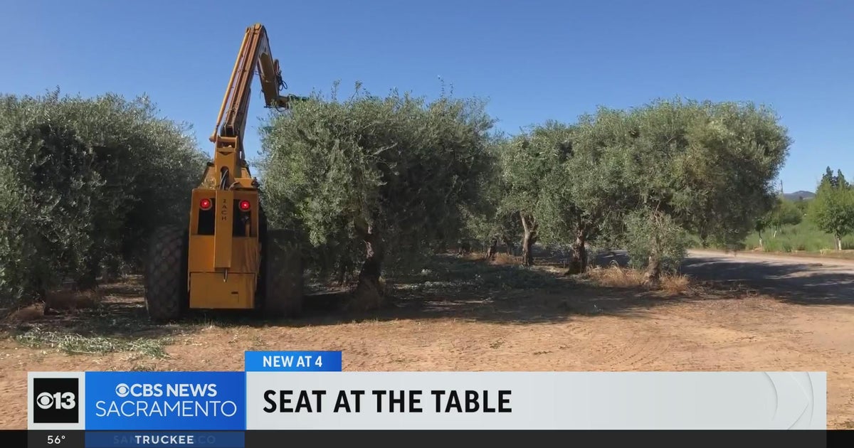UC Davis professor searches for more economical ways to harvest table olives