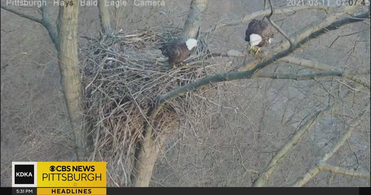 Hays bald eagle cam gets big upgrades - CBS Pittsburgh