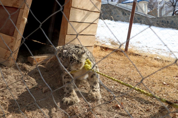 Rare snow leopard captured after killing dozens of animals in Afghanistan