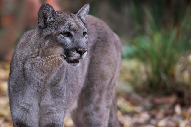 Florida Panther 