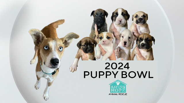 2024-puppy-bowl-mom.png 