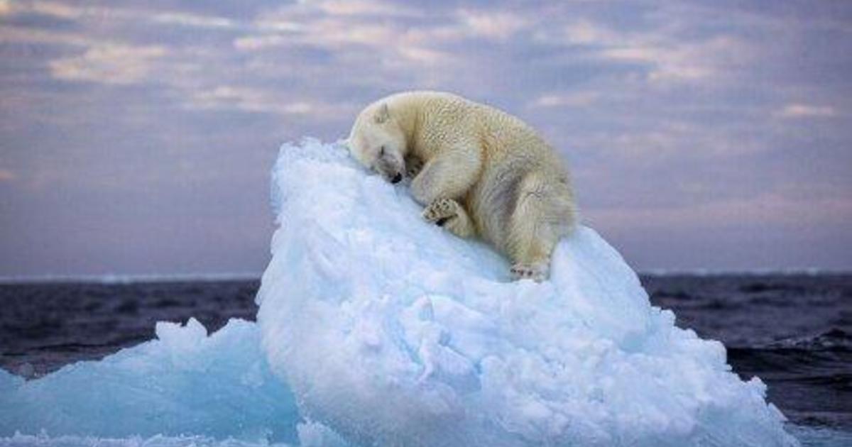 Sleepy polar bear that dug out a bed in sea ice to nap wins prestigious wildlife photography award