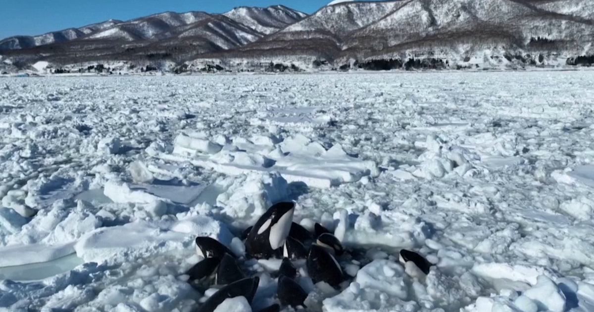Orcas trapped in thick sea ice off the northern coast of Japan are believed to be free Orcas trapped in thick sea ice off the northern coast of Japan are believed to be free