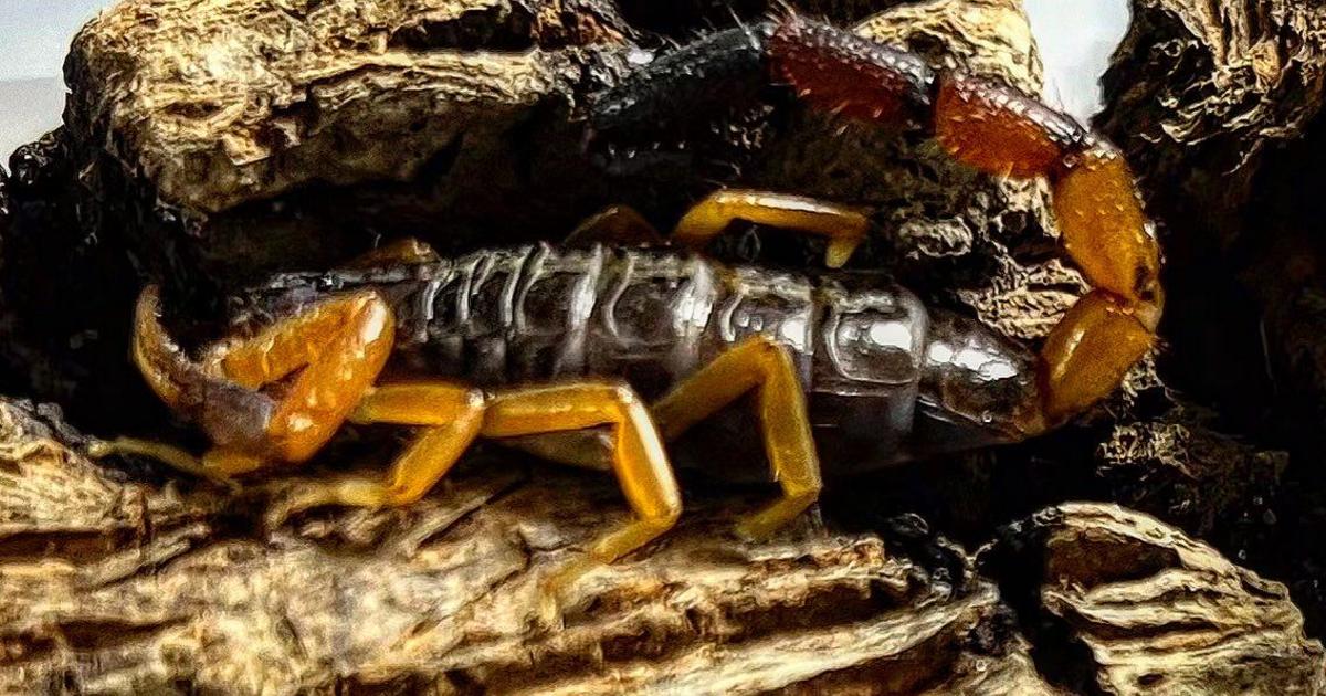 Stowaway scorpion makes its way from Kenya to Ireland in woman's bag