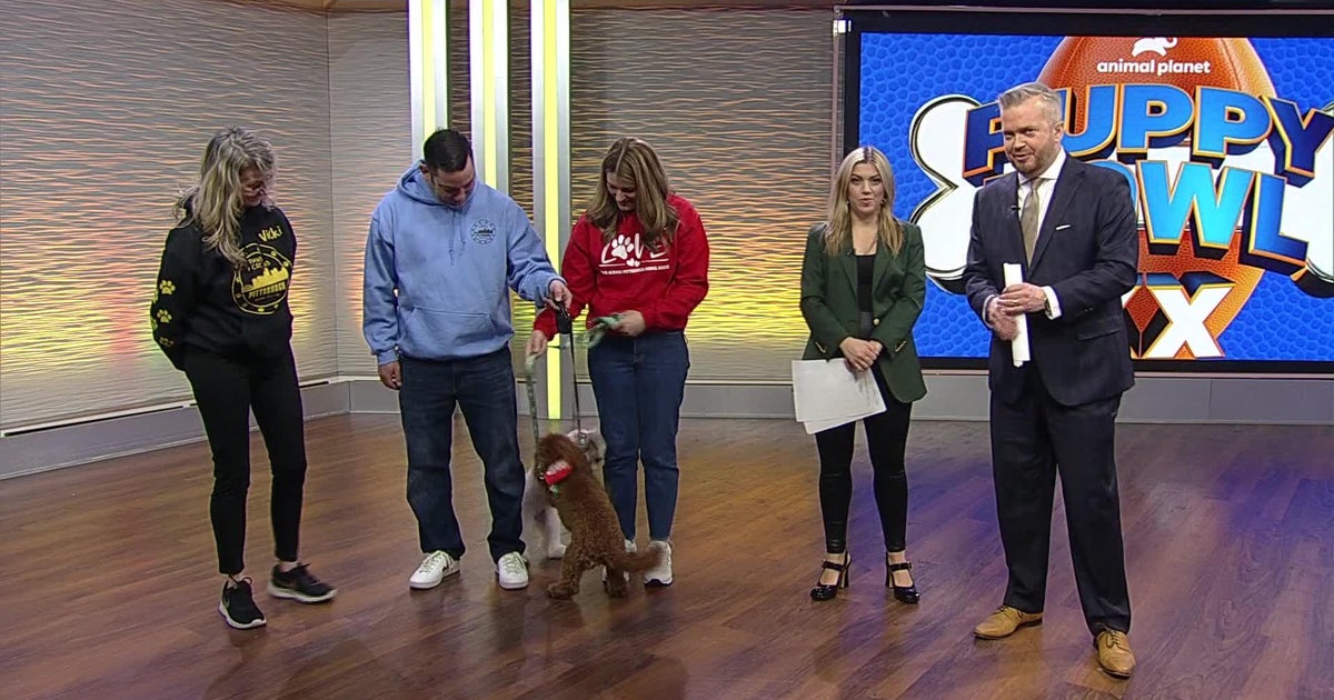Paws Across Pittsburgh pups star in the Puppy Bowl CBS Pittsburgh